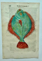 Ulisse Aldrovandi - De Piscibus Libri V - 1638