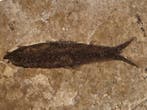 Knightia eocaena – poisson fossile de la Green River -