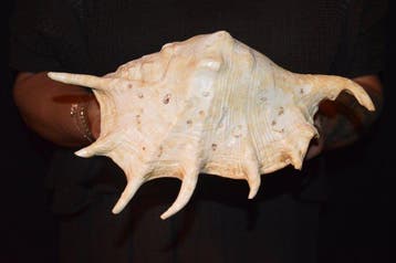 Zeeslak Zeeschelp - S-389 LAMBIS TRUNCATA (Zonder, Nieuw