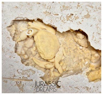 Gros crabe fossile (Potamon) préservé dans du travertin -