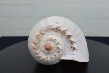 Heavy Bailer Carapace - Melo diadema - 221 cm - 0 cm - 0 cm