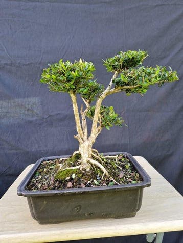 Kamperfoelie - Hoogte (boom): 27 cm - Diepte (boom): 33 cm -