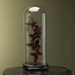 Vlinders in Stolp Taxidermie Opgezette Dieren By Max, Ophalen of Verzenden, Opgezet dier