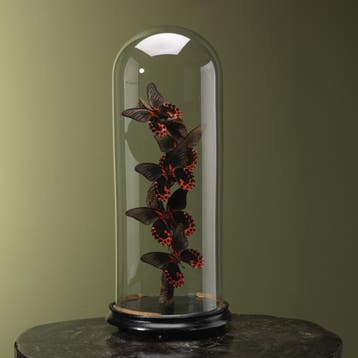 Vlinders in Stolp Taxidermie Opgezette Dieren By Max, Verzamelen, Ophalen of Verzenden, Nieuw, Insect, Opgezet dier