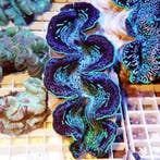 Tridacna Maxima - Ultra Blue L (Ong. 12-15 cm), Verzenden
