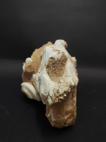 Chat à dents de sabre - Crâne fossile - 28 cm - 14 cm, Verzamelen
