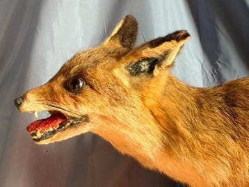 Volpe Taxidermie volledige montage - Vulpes vulpes (with, Verzamelen, Nieuw
