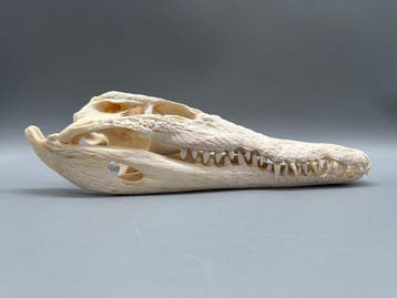 Nijlkrokodil Schedel van een reptiel - Crocodylus niloticus