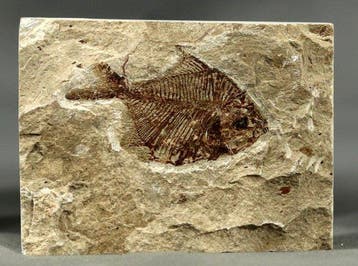 Prachtigste fossiele vis op steen - - Gefossiliseerd dier -