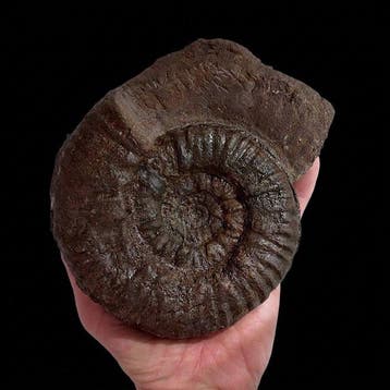 Ammoniet - Gefossiliseerde schelp - Denckmannia robusta -, Verzamelen, Mineralen en Fossielen