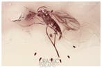 Museumkwaliteit GNAT van Sciaridae die eieren legt, fossiele, Verzamelen