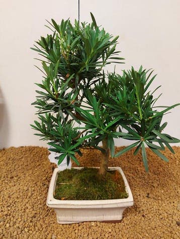 Bonsaï Pin des Bouddhistes (Podocarpus macrophyllus) -