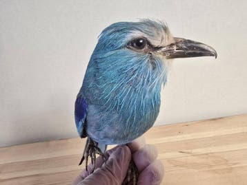 Taxidermie - Abyssijnse roller Taxidermie volledige montage