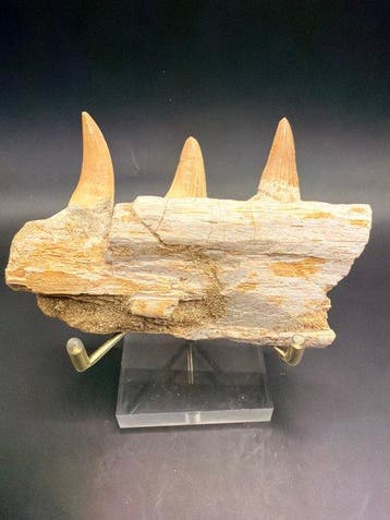 Mosasaurus - Fossiele tand - mosasaurus - 10 cm (Zonder, Verzamelen, Mineralen en Fossielen