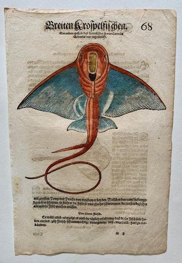 Conrad Gesner - Nomenclator aquatilium animantium - 1560