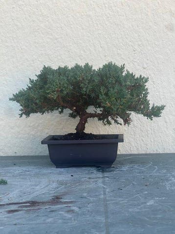 Jeneverbes bonsai (Juniperus) - Hoogte (boom): 17 cm -