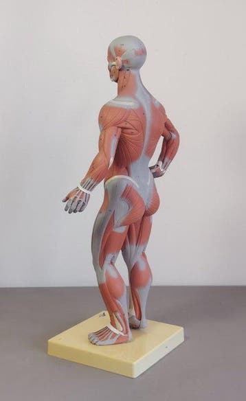 Anémomètre - PVC - 1990-2000 - Muscle humain 3B scientifique