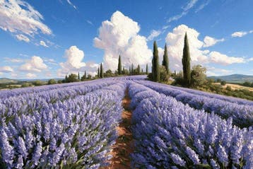 Iconica - Valensole Azure Symphony - unique 1/1 XXL (100 x