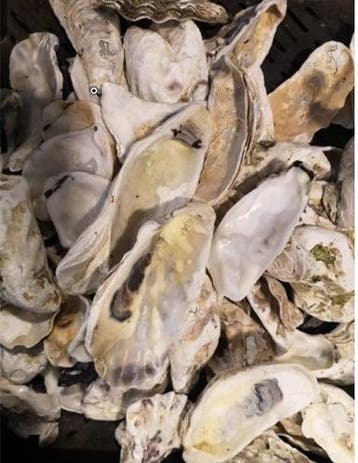 Oesterschelpen biologisch watercleaned > 13 cm 4 stuks, Nieuw
