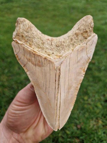 Megalodon - Fossiele tand - 12.3 cm - 9.1 cm