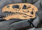 Fossiele schedel - Masiakasaurus knopfleri - Museum-Grade