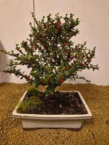cotoneaster - Hoogte (boom): 27 cm - Diepte (boom): 26 cm -