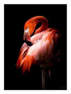 Jeffrey Van Daele - Crimson Elegance, Antiek en Kunst