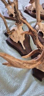 Reebok Taxidermie wandmontage - Capreolus capreolus - lot, Verzamelen, Nieuw
