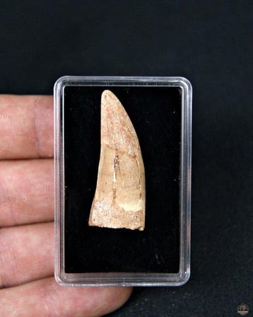 Afrikaanse theropoden - Fossiele tand - Desconocido