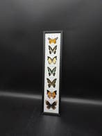 Cadre de présentation- Vrais papillons - Bois, Verre - XL 53, Collections