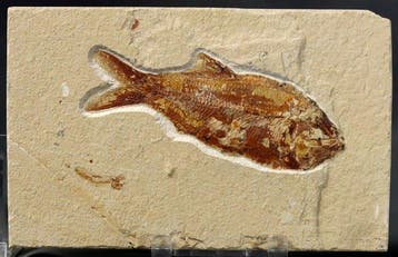 Prachtigste fossiele vis op steen - - Gefossiliseerd dier -, Verzamelen