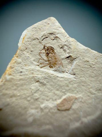Qualité supérieure — Insecte aquatique préservé du