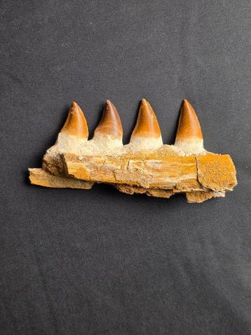Mosasaure - Dent fossile - Mosasaur jaw from Morocco (Sans, Verzamelen
