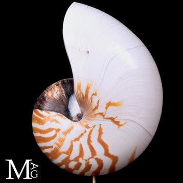 Natuurlijke Nautilus pompilius op houten en messing basis -, Antiek en Kunst
