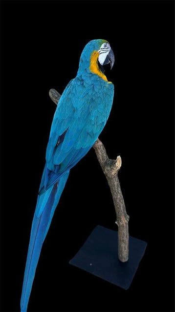 Ara Taxidermie volledige montage - Ara ararauna - 90 cm - 30