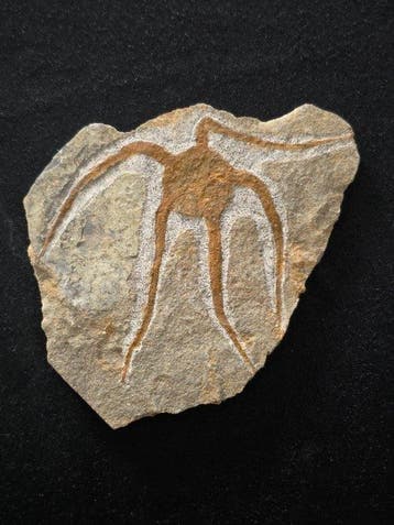 Animal fossilisé - Mixed Fossil Collection from Morocco
