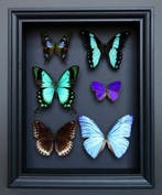 Vlinder Taxidermie volledige montage - Papilio albertisi x