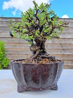 Chaenomeles speciosa bonsai dans un magnifique bol à bonsaï.