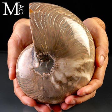 Extra kwaliteit fossiele schelp Reusachtig Fossiel Nautilus, Verzamelen, Nieuw