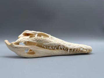 Nijlkrokodil Schedel van een reptiel - Crocodylus niloticus