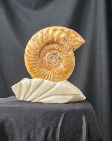 Ammoniet - Gefossiliseerd dier - Large Ammonite Fossil on, Verzamelen, Mineralen en Fossielen