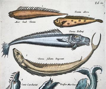 Matthäus Merian (1593-1650) - hand coloured folio: Sharks,, Antiek en Kunst
