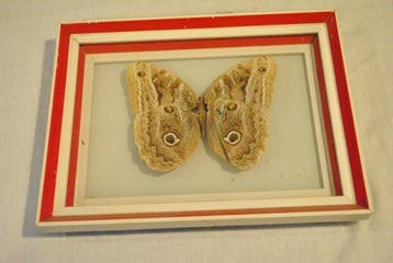 Caligo Taxidermie volledige montage - Farfalla Gufo - 20 cm