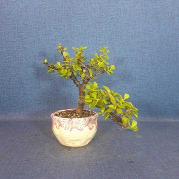 Jade bonsai (Crassula/Portulacaria) - Hauteur (arbre) : 19, Antiek en Kunst