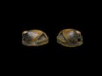 Oud-Egyptisch Thutmose III Duck Scaraboid