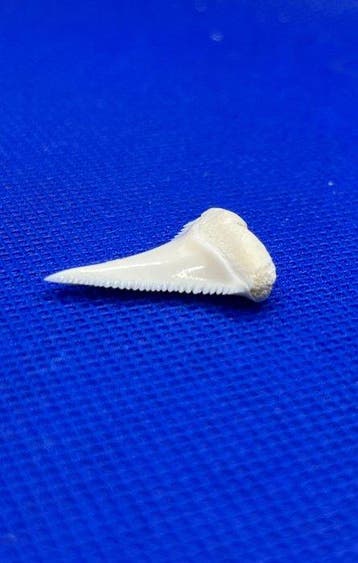 Witte haai Tand - Carcharodon carcharias - 26 mm - 20 mm - 4
