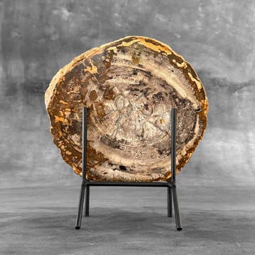 Superbe tranche de bois pétrifié sur un socle sur mesure -