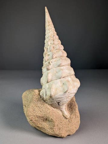 Fantastische fossiele gasteropode - Gefossiliseerd dier -