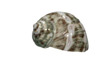 Prachtige parelschelp (Turbo marmoratus) gepolijst | Zuiver