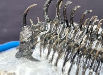 Volledig bewaarde ogen 6,8 cm (!) Comura bultynchi